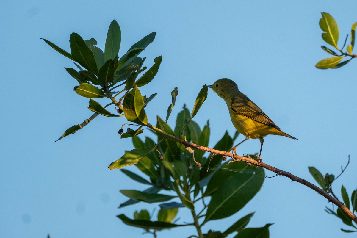 Yellow Warbler - ML632860753
