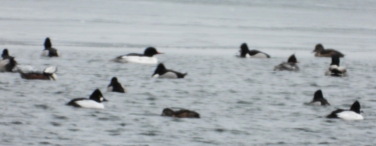 Common Goldeneye - ML632860892