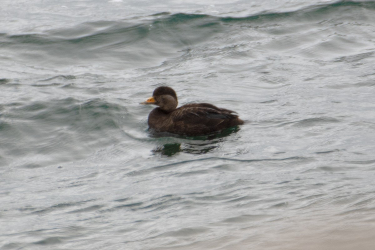 Black Scoter - ML632860968