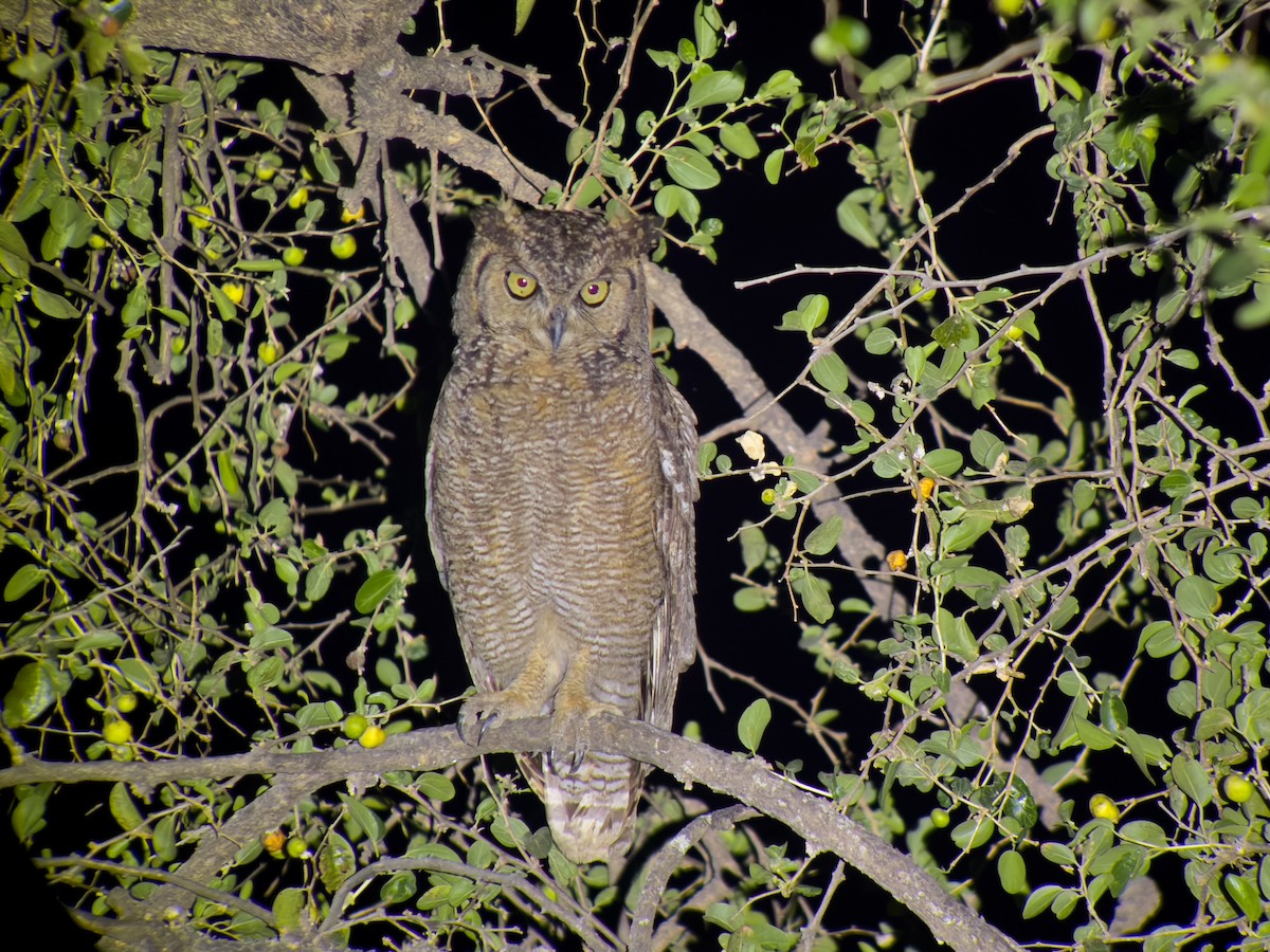Arabian Eagle-Owl - ML632860990