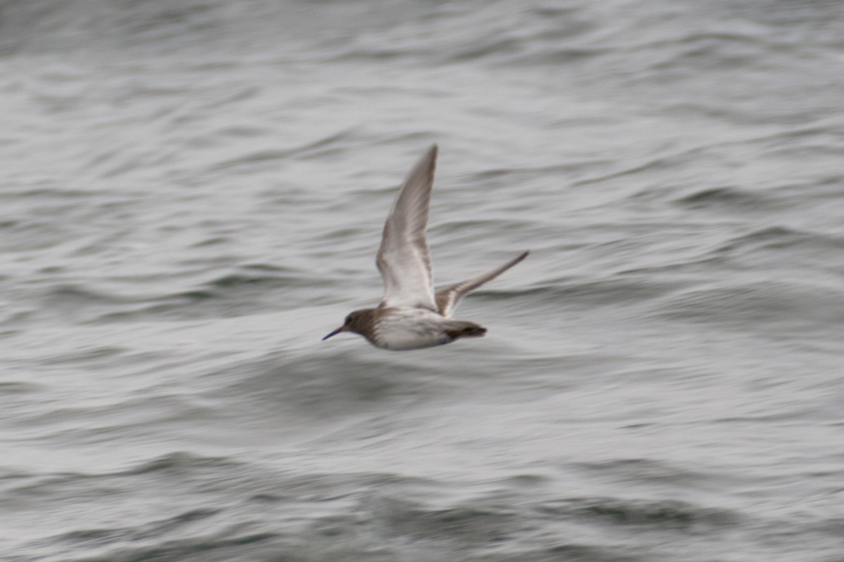 Purple Sandpiper - ML632860992