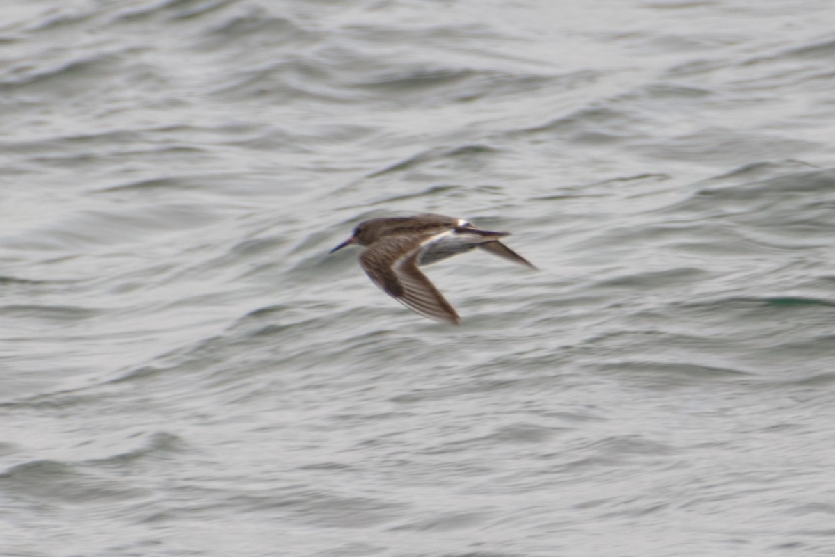 Purple Sandpiper - ML632860993