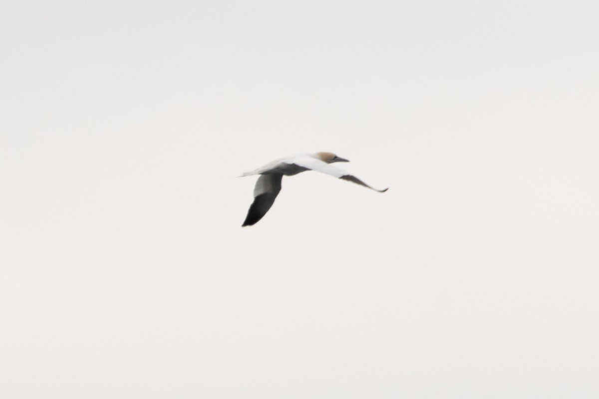 Northern Gannet - ML632861019