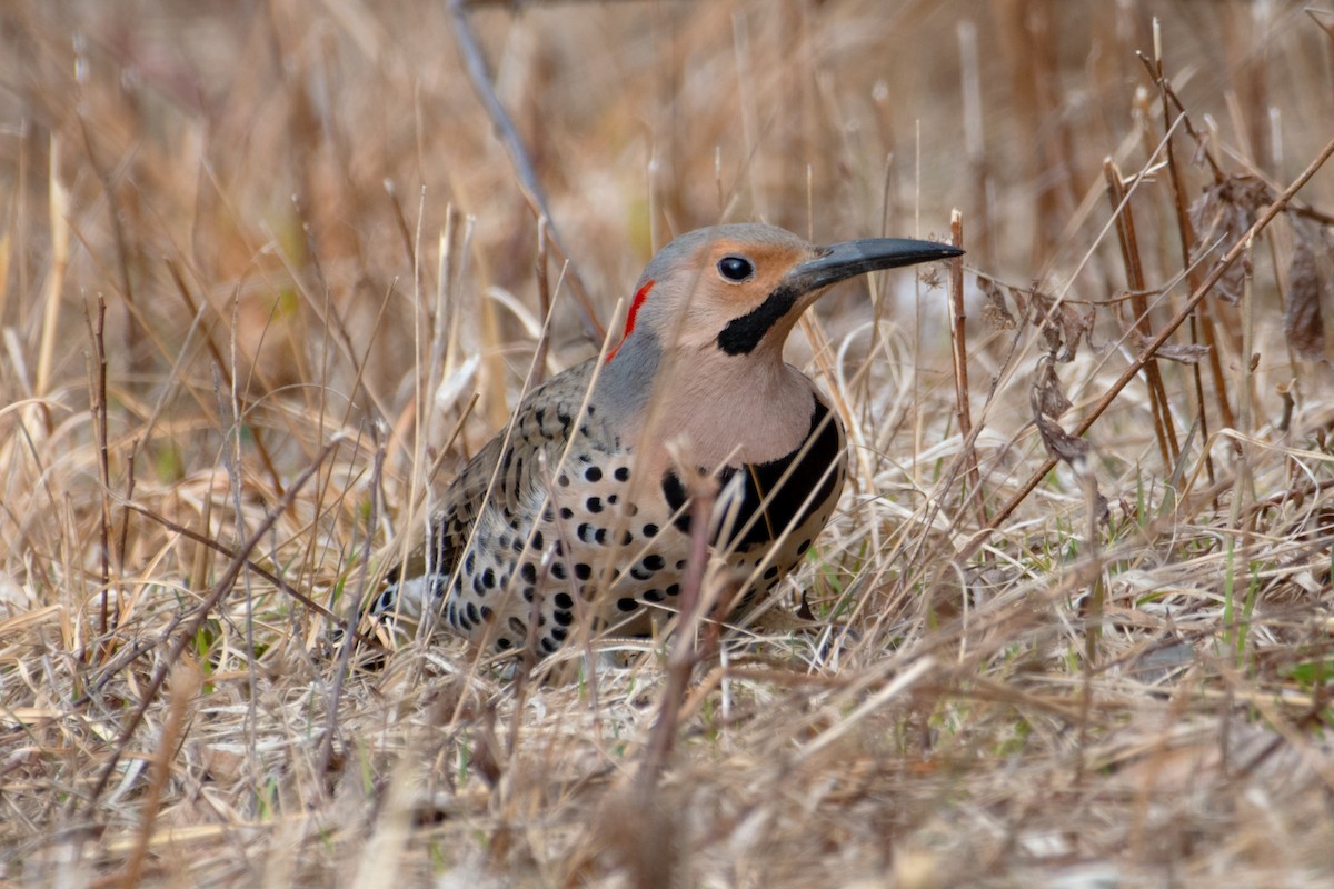 Northern Flicker - ML632861039