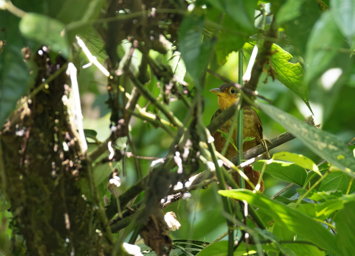 Fawn-throated Foliage-gleaner (Mexican) - ML632861569