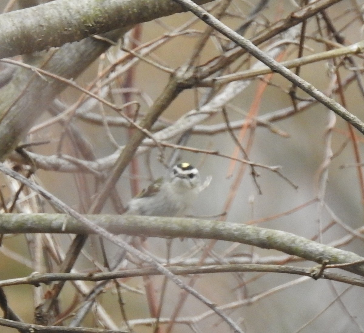 Golden-crowned Kinglet - ML632861633