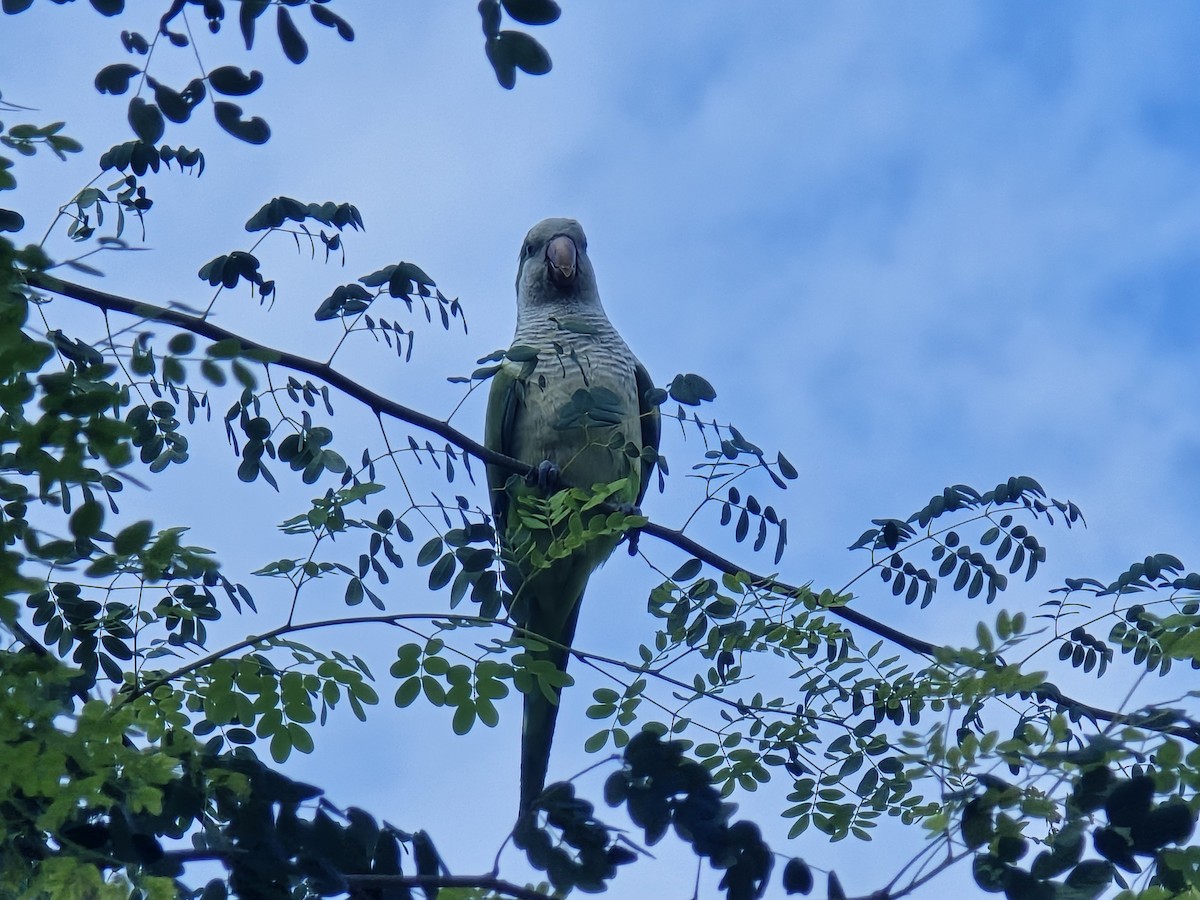 Monk Parakeet - ML632861710
