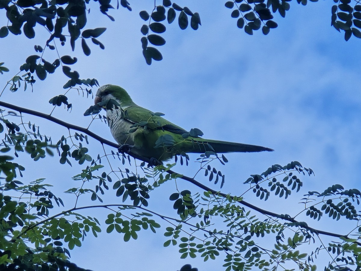 Monk Parakeet - ML632861711