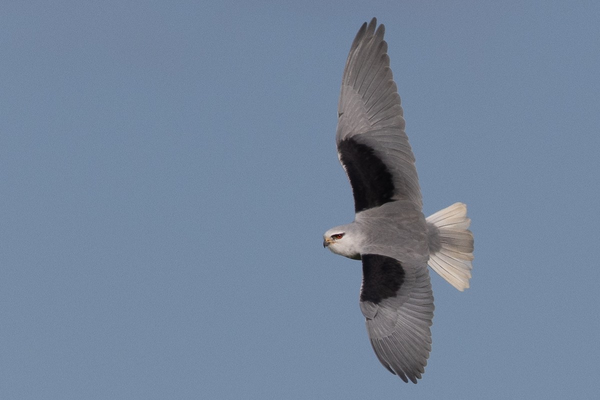 Black-winged Kite - Frédéric PELSY