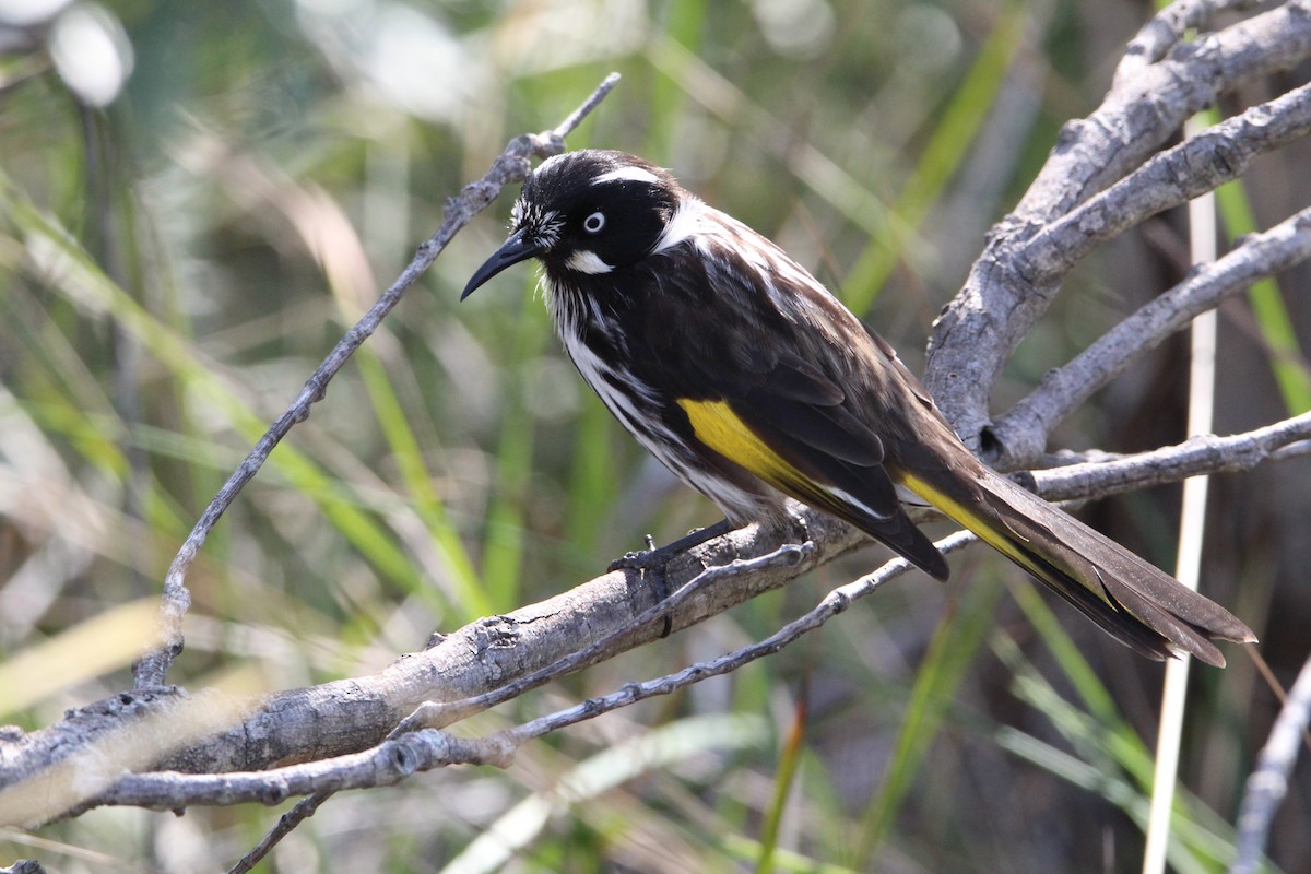 New Holland Honeyeater - ML632861982