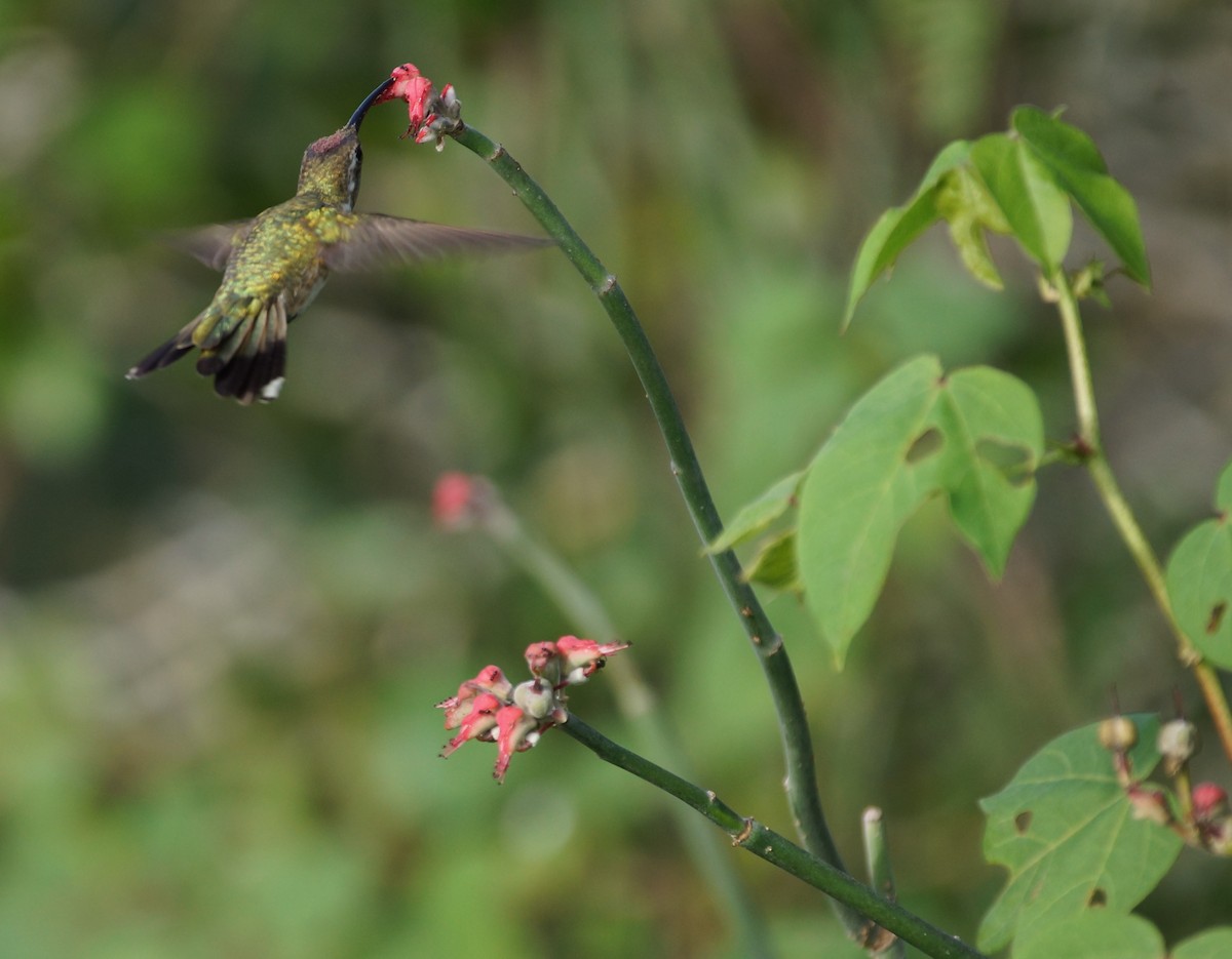 Mexican Sheartail - ML632862067