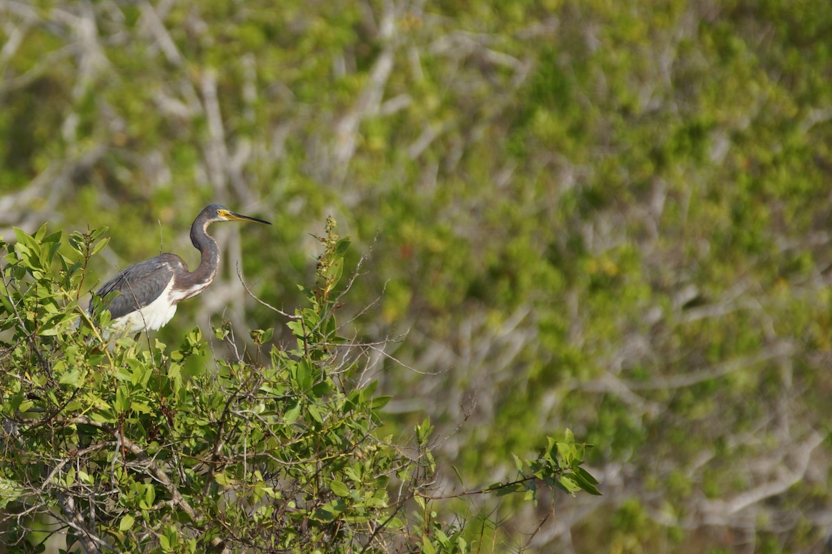 Tricolored Heron - ML632862092