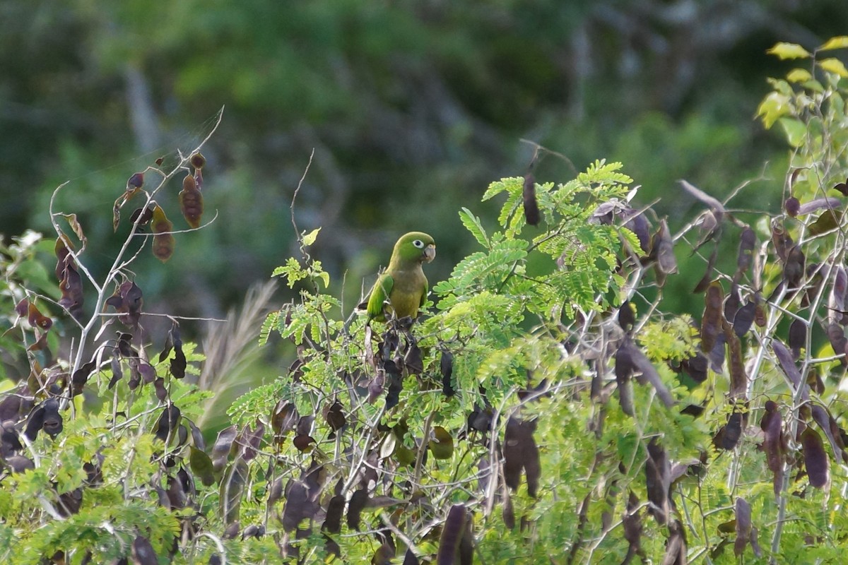 Olive-throated Parakeet (Aztec) - ML632862108