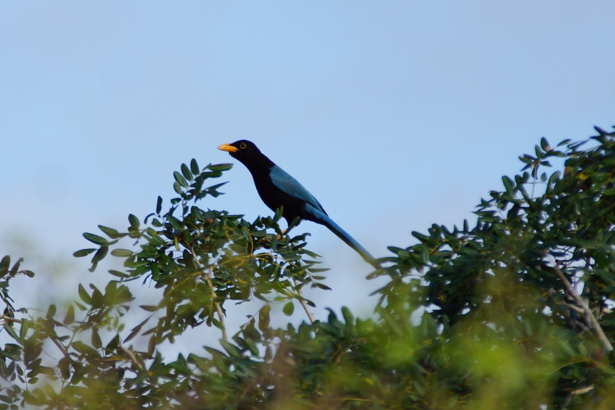Yucatan Jay - ML632862116