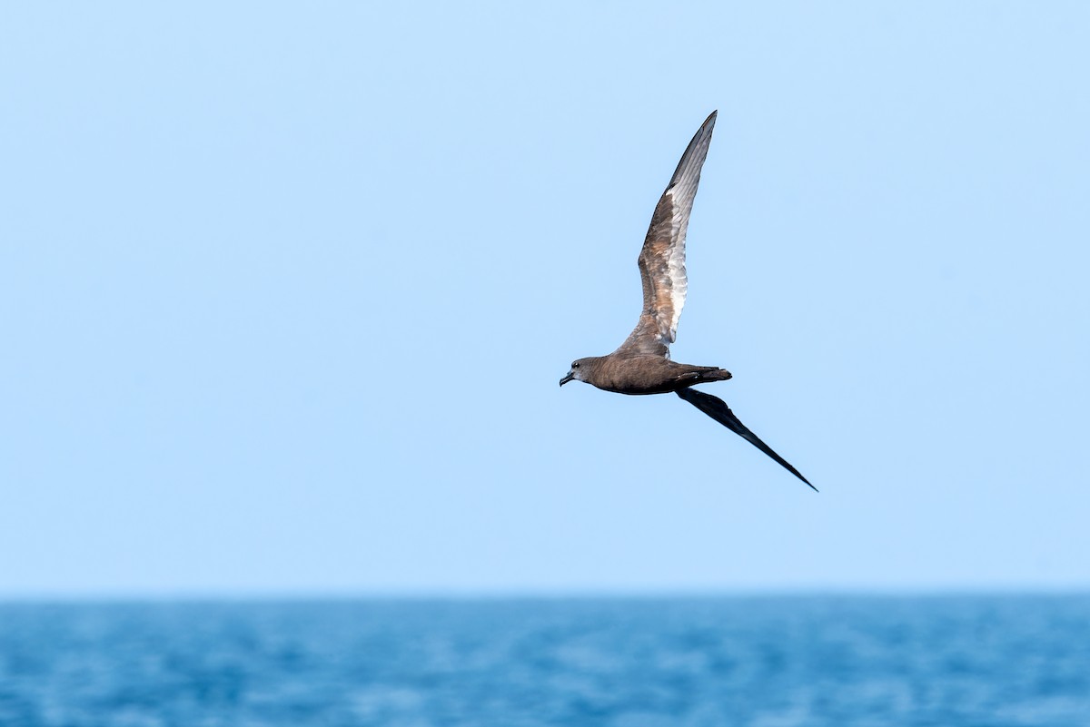 Jouanin's Petrel - ML632862235