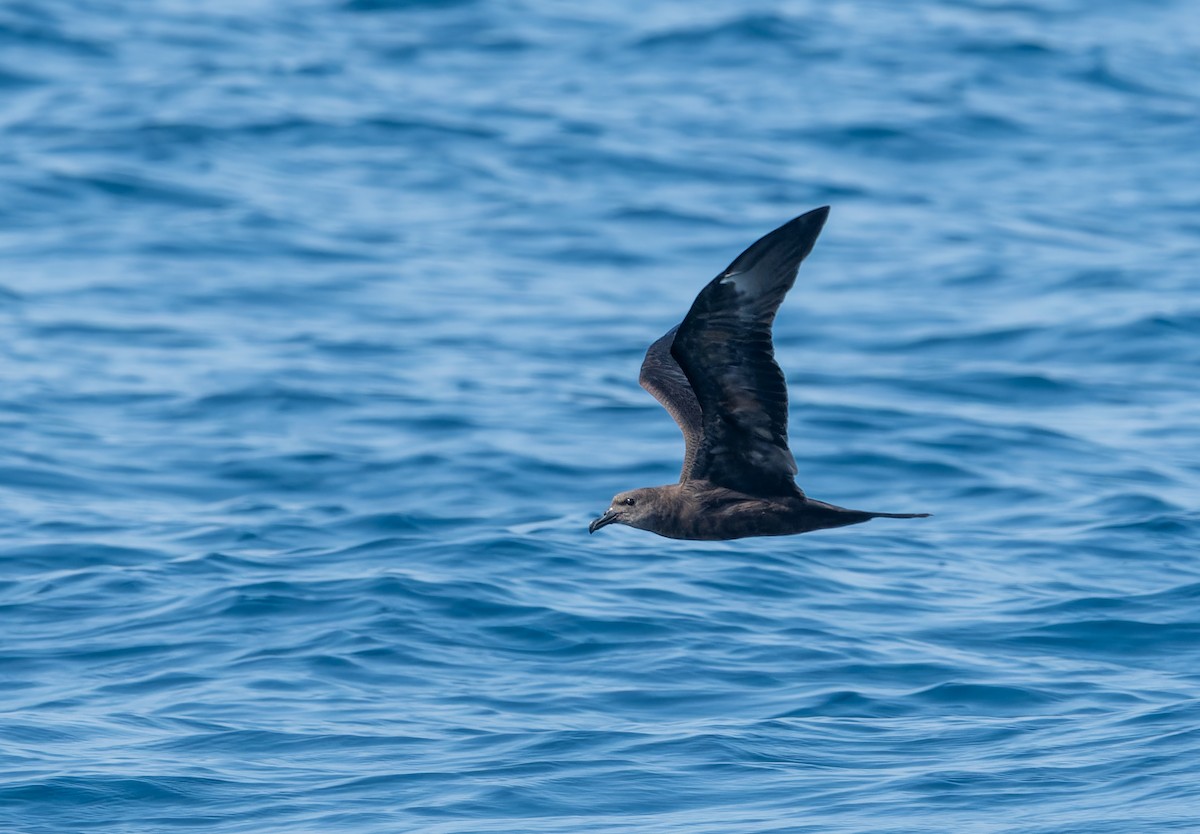 Jouanin's Petrel - ML632862236