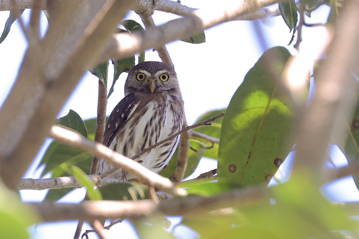 Ferruginous Pygmy-Owl - ML632862302