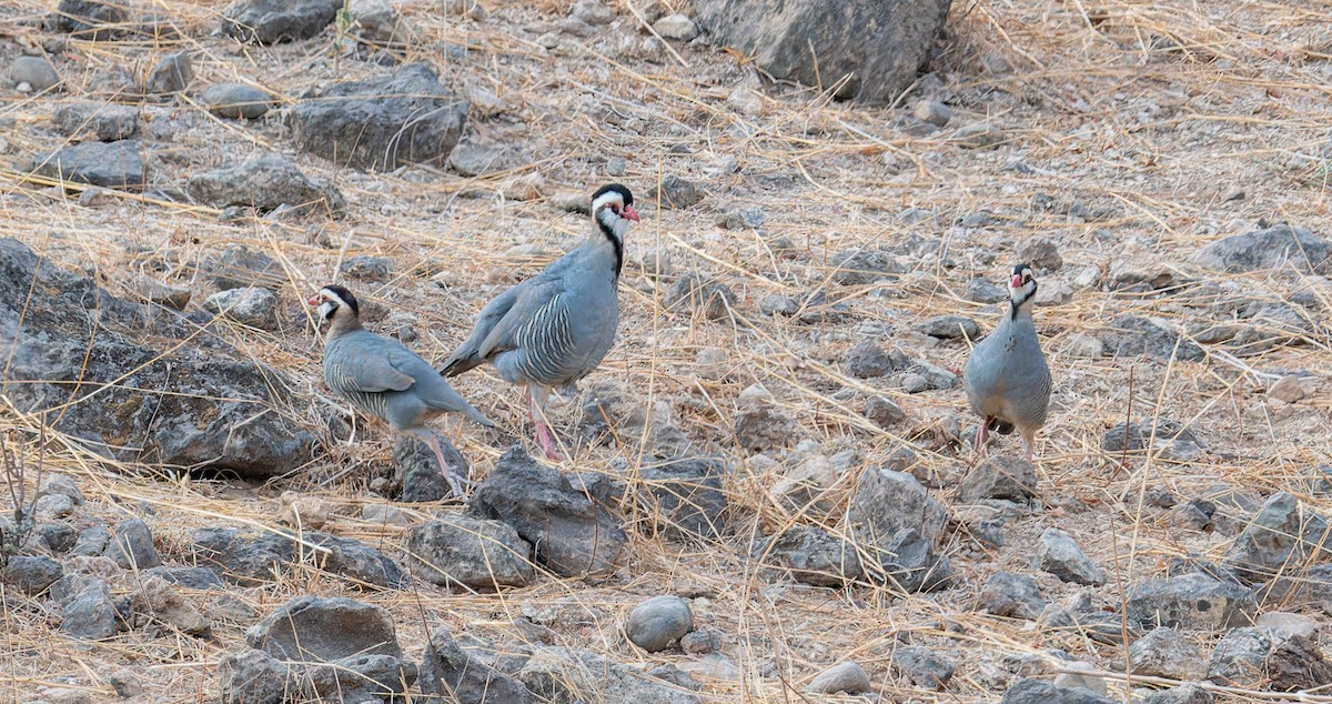 Arabian Partridge - ML632862608