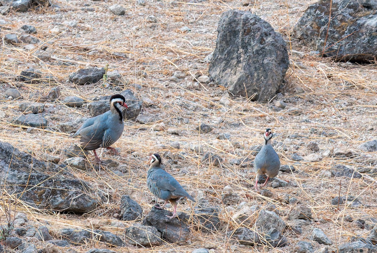 Arabian Partridge - ML632862609