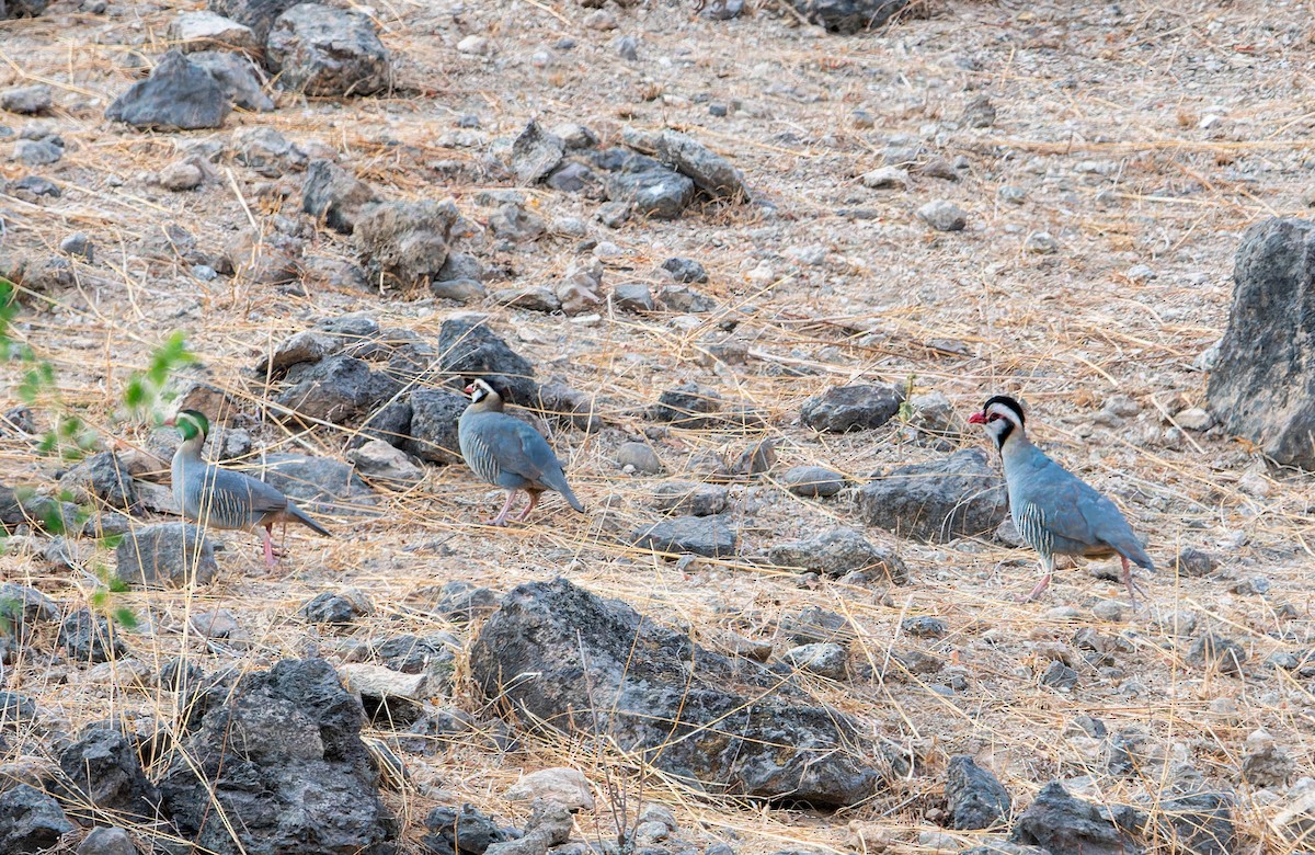 Arabian Partridge - ML632862610