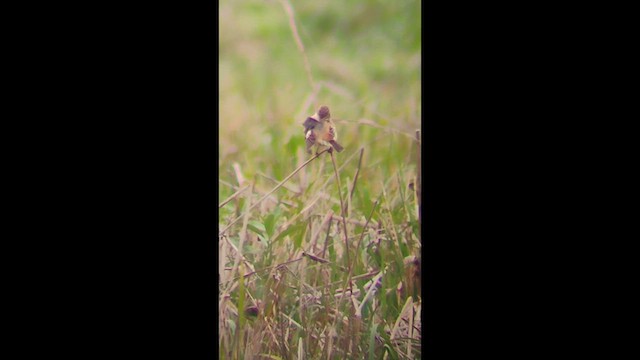 Amur Stonechat - ML632862824