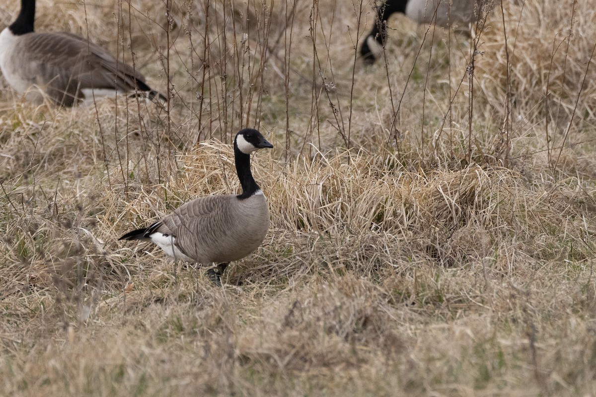 Cackling Goose - ML632862989