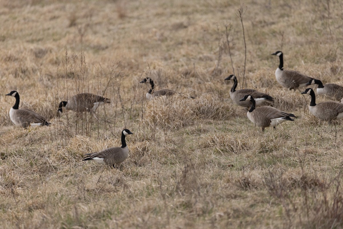 Cackling Goose - ML632862990