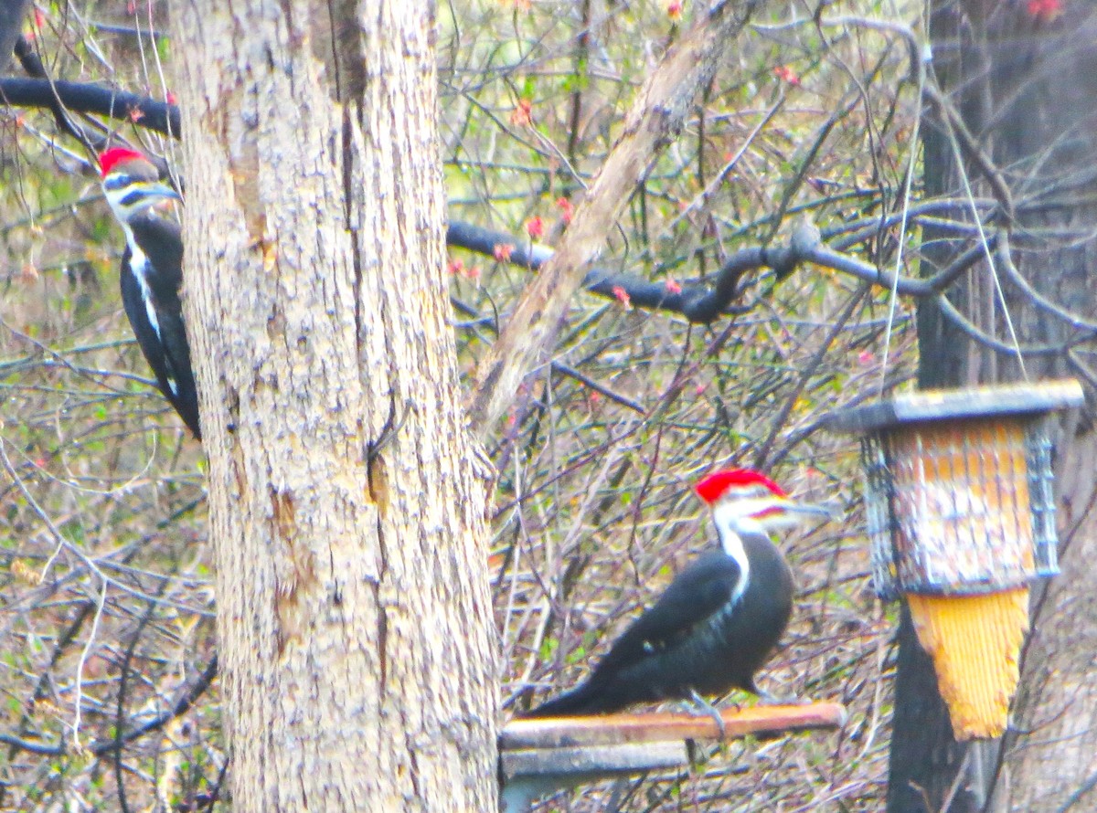 Pileated Woodpecker - ML632863063