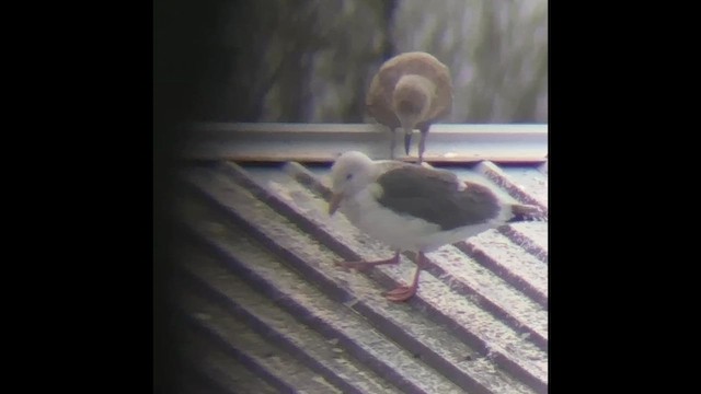 Larus, unbestimmt - ML632863107