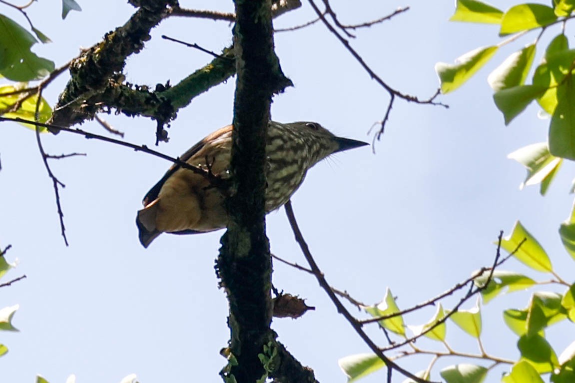 African Shrike-flycatcher - ML632863187