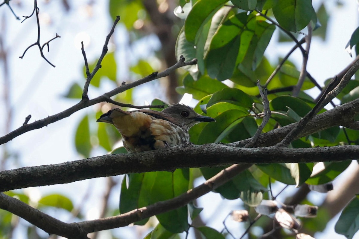 African Shrike-flycatcher - ML632863188
