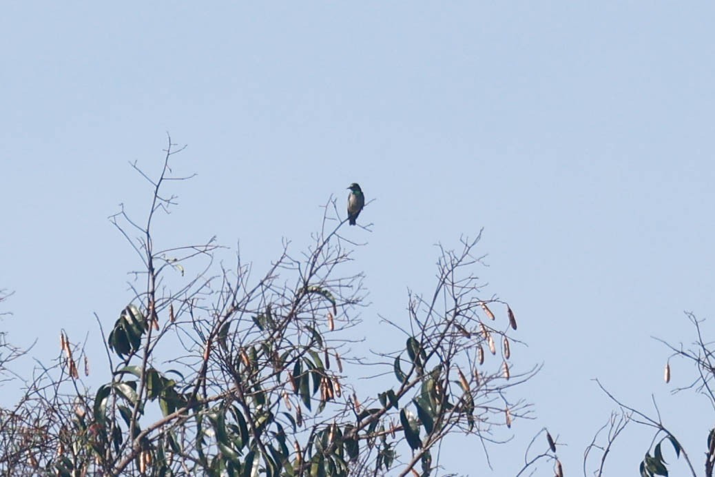 Bannerman's Sunbird - ML632863201