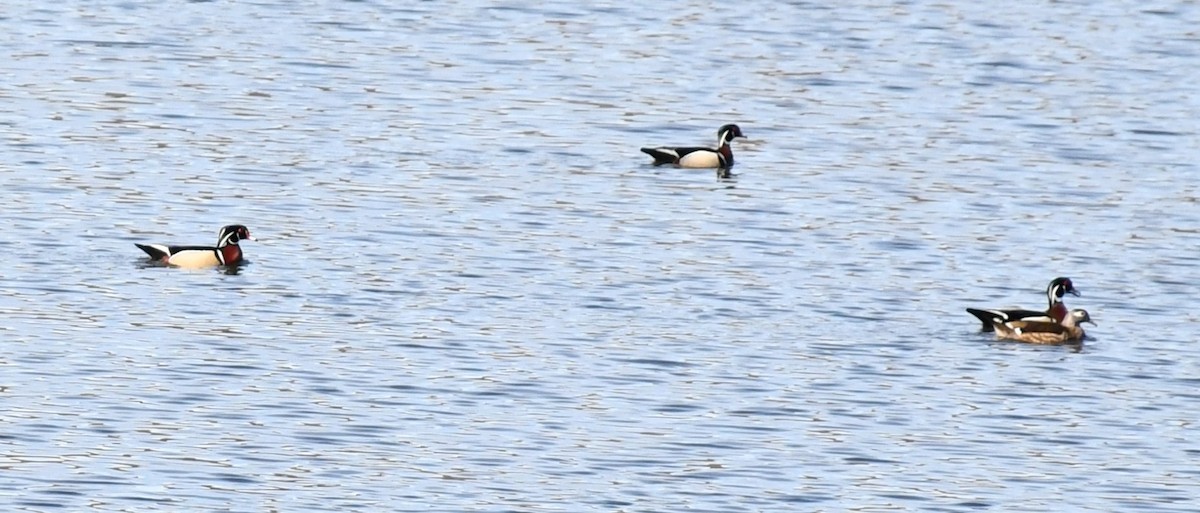Wood Duck - ML632863241