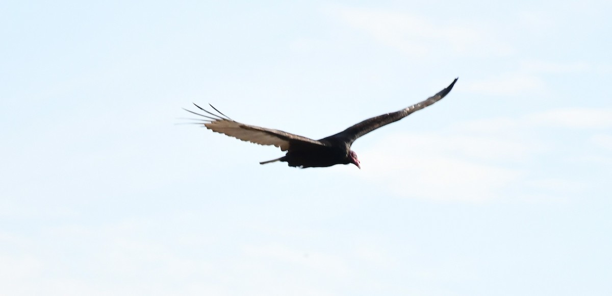 Turkey Vulture - ML632863286