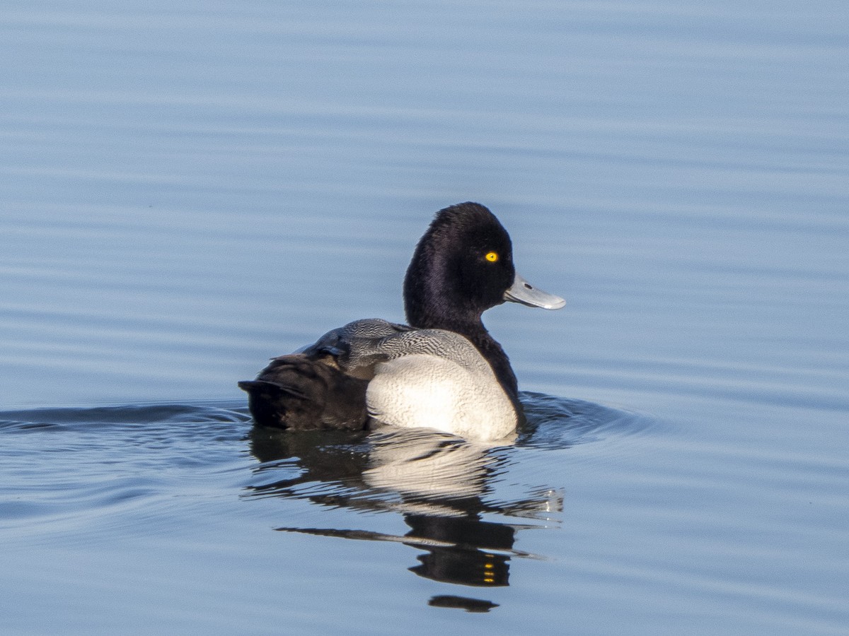 Lesser Scaup - ML632863434