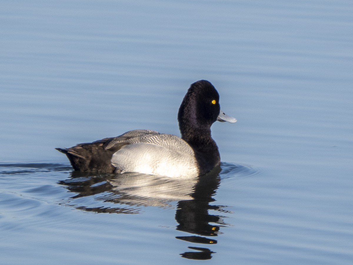 Lesser Scaup - ML632863447
