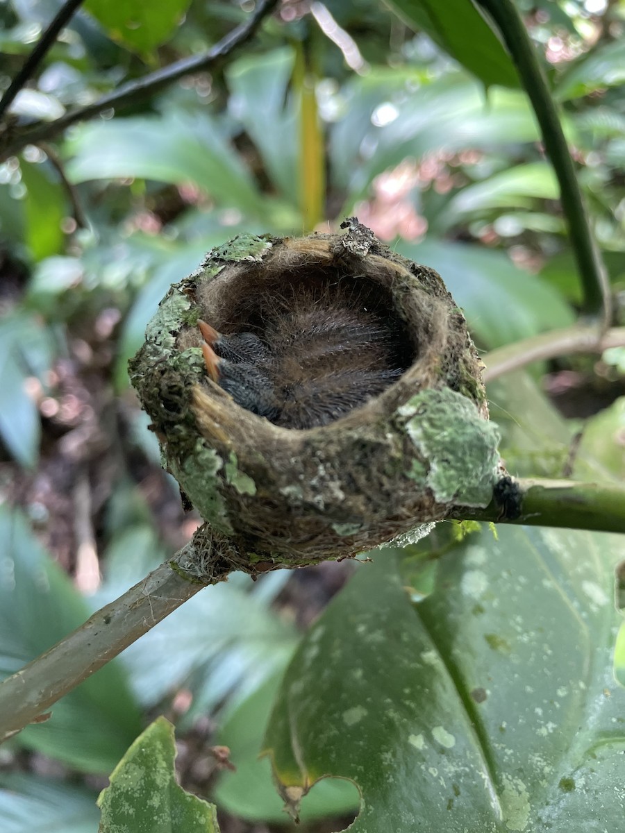 Crowned Woodnymph - ML632863540