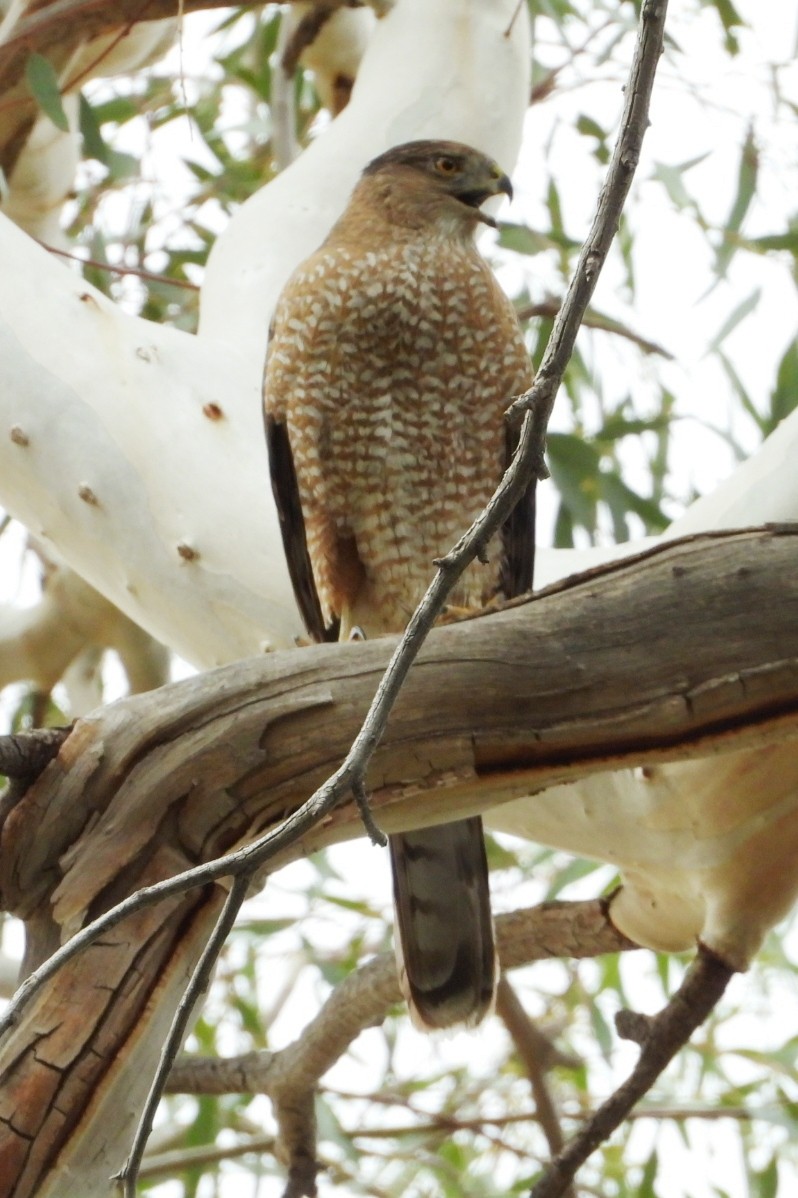 Cooper's Hawk - ML632863704