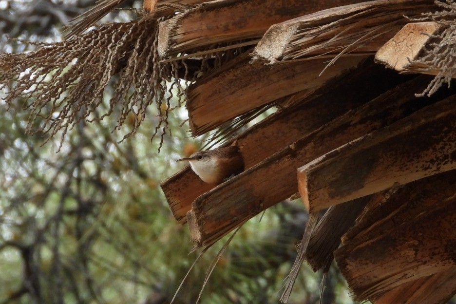 Canyon Wren - ML632863718