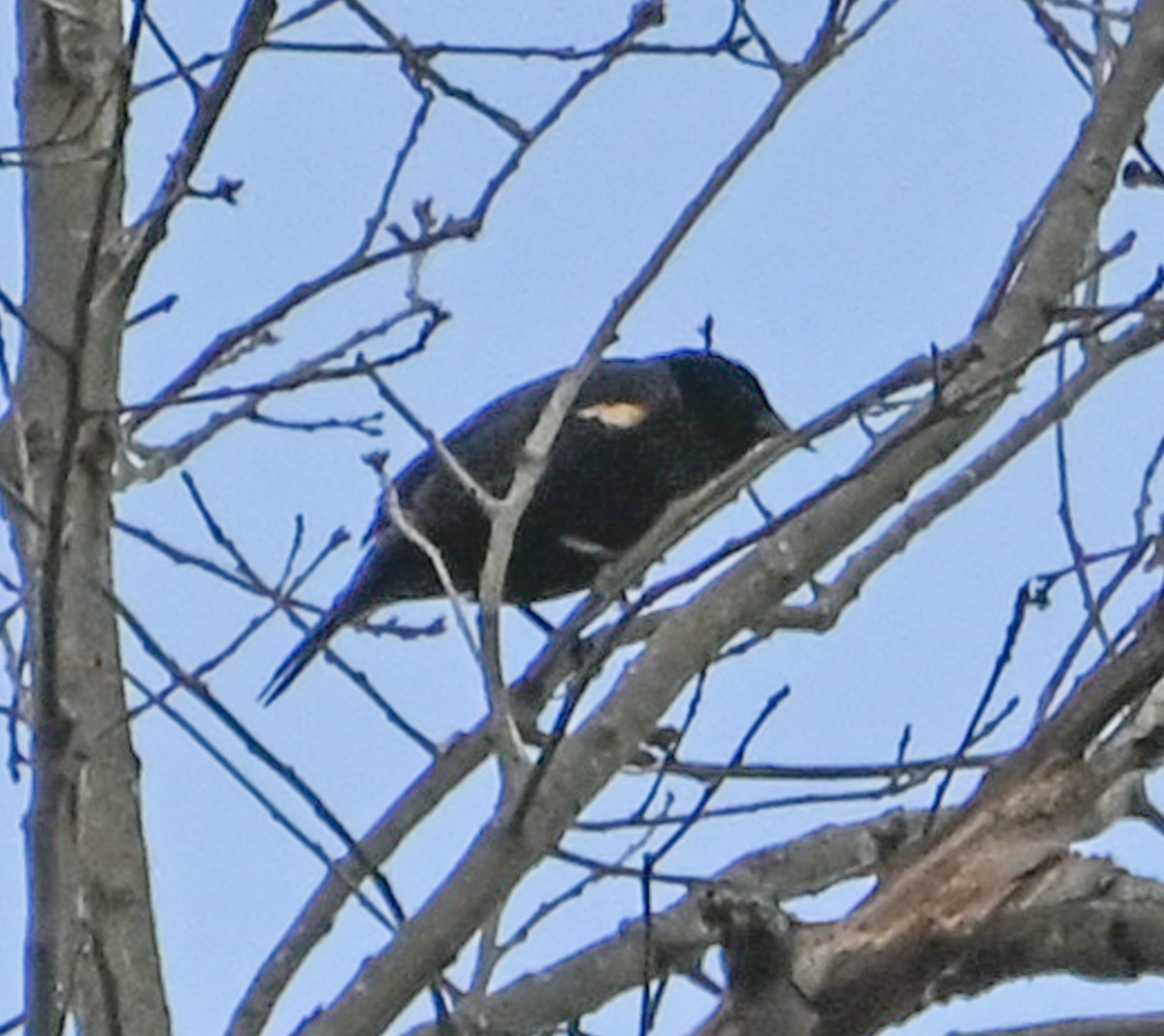 Red-winged Blackbird - ML632863944