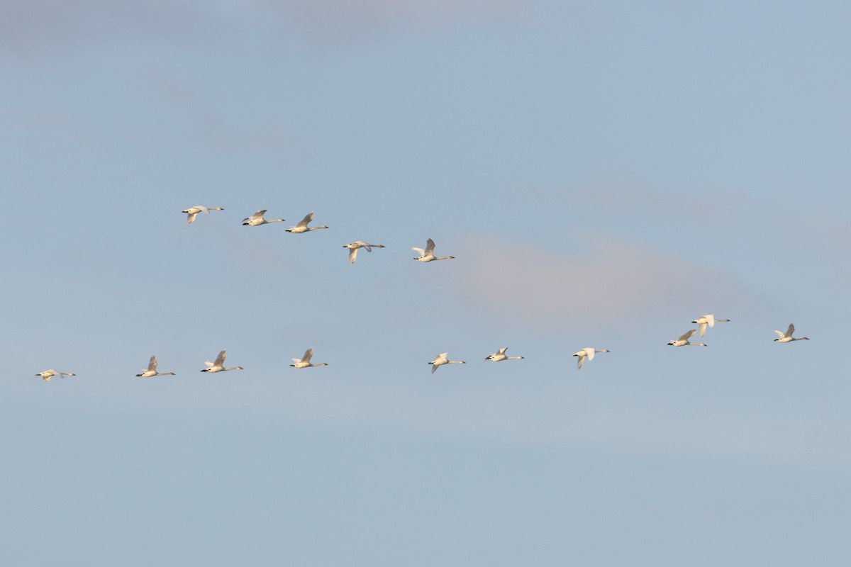 Гунгар хун - ML632863960