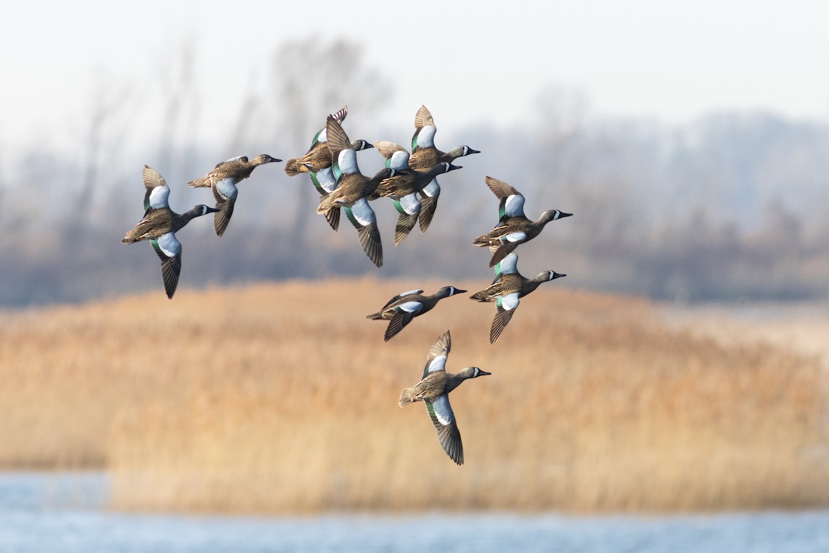 Blue-winged Teal - ML632864001