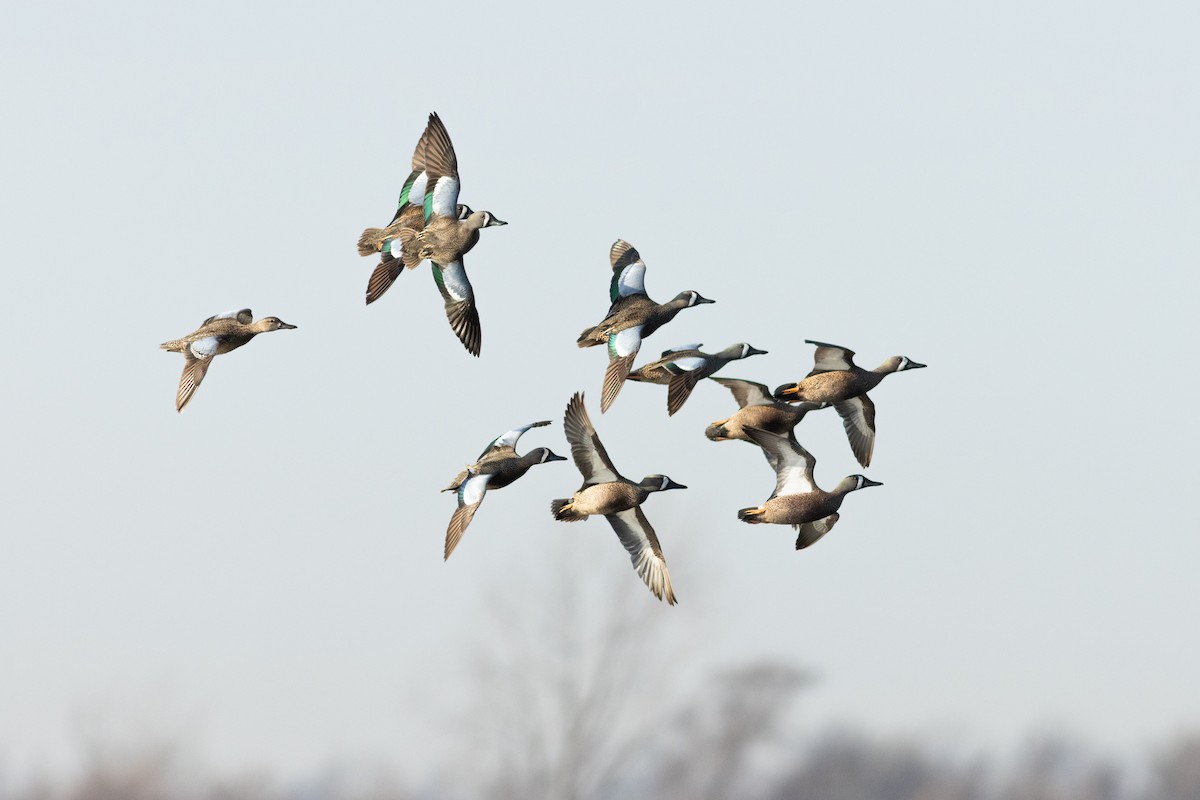 Blue-winged Teal - ML632864008