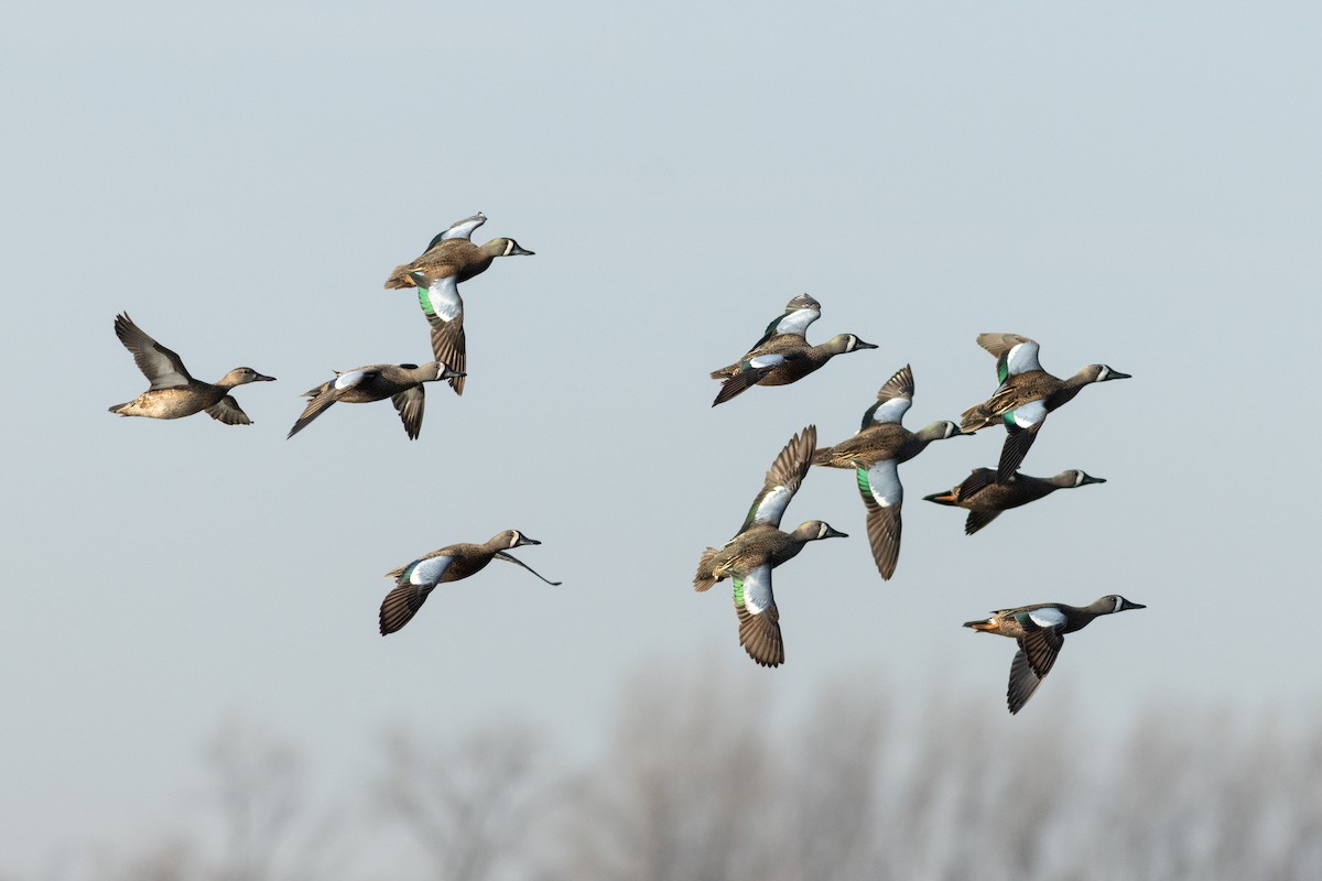 Blue-winged Teal - ML632864012