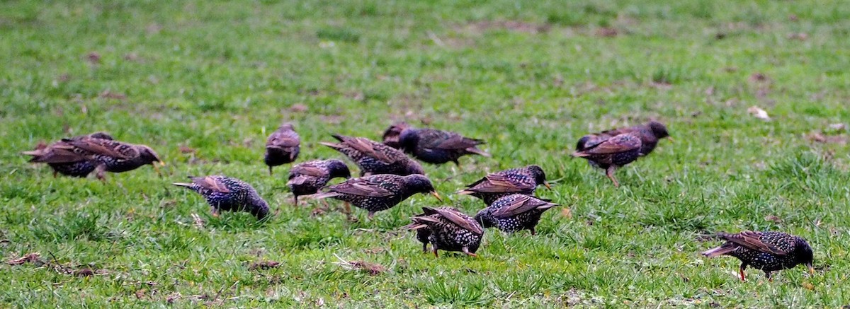 European Starling - ML632864038