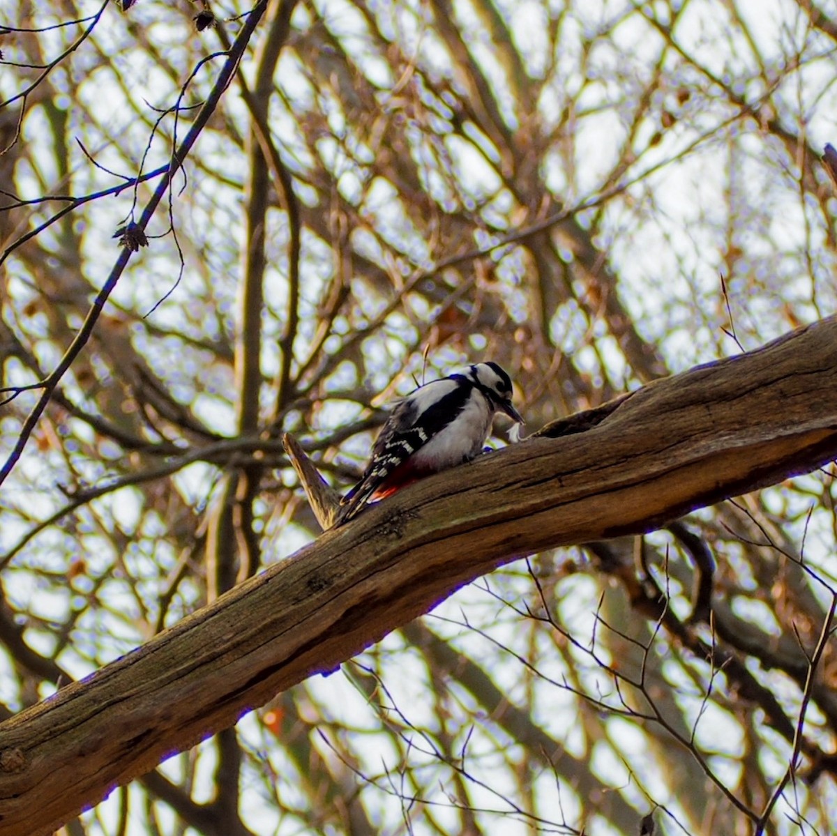 Great Spotted Woodpecker - ML632864218