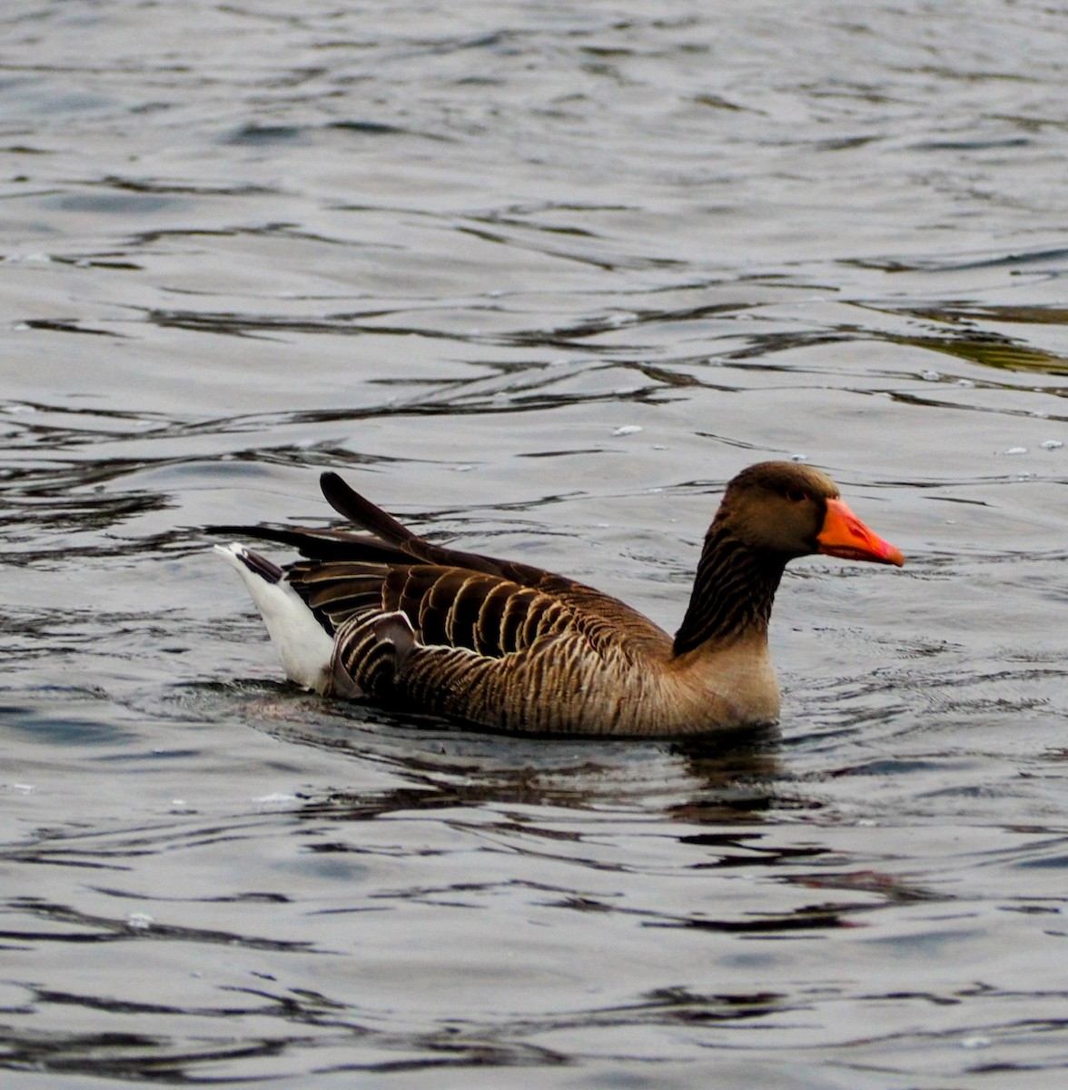 Graylag Goose - ML632864257