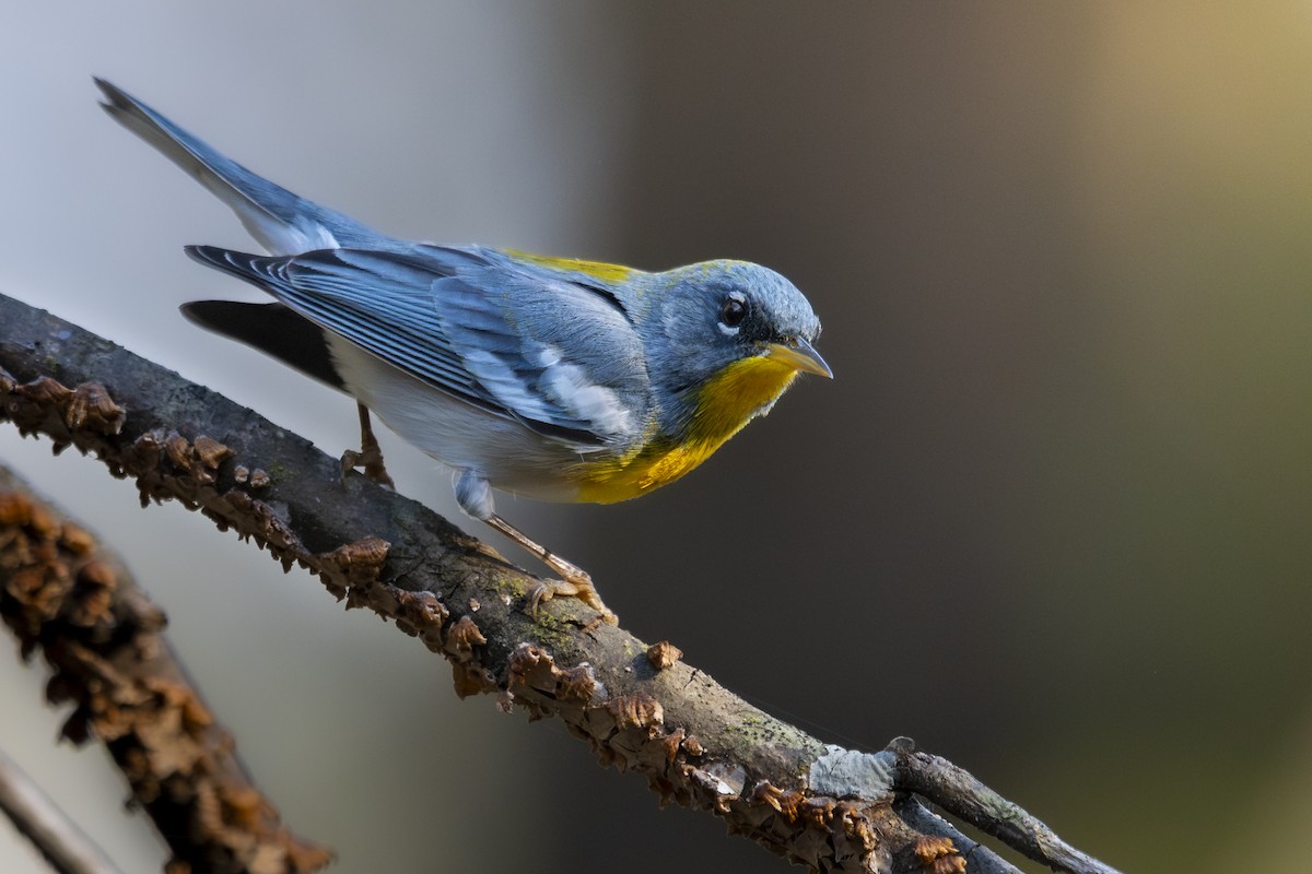 Northern Parula - ML632864333
