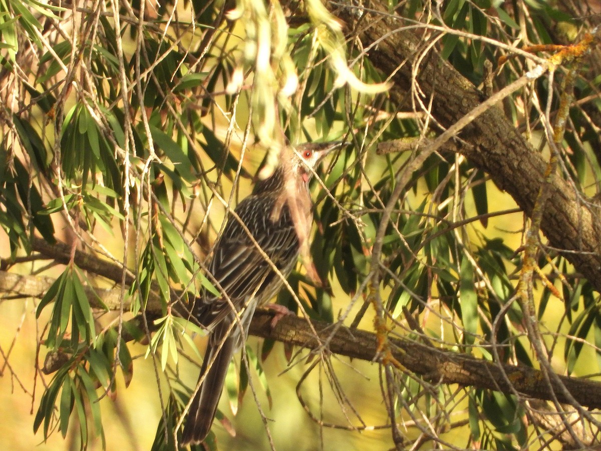 Red Wattlebird - ML632864451