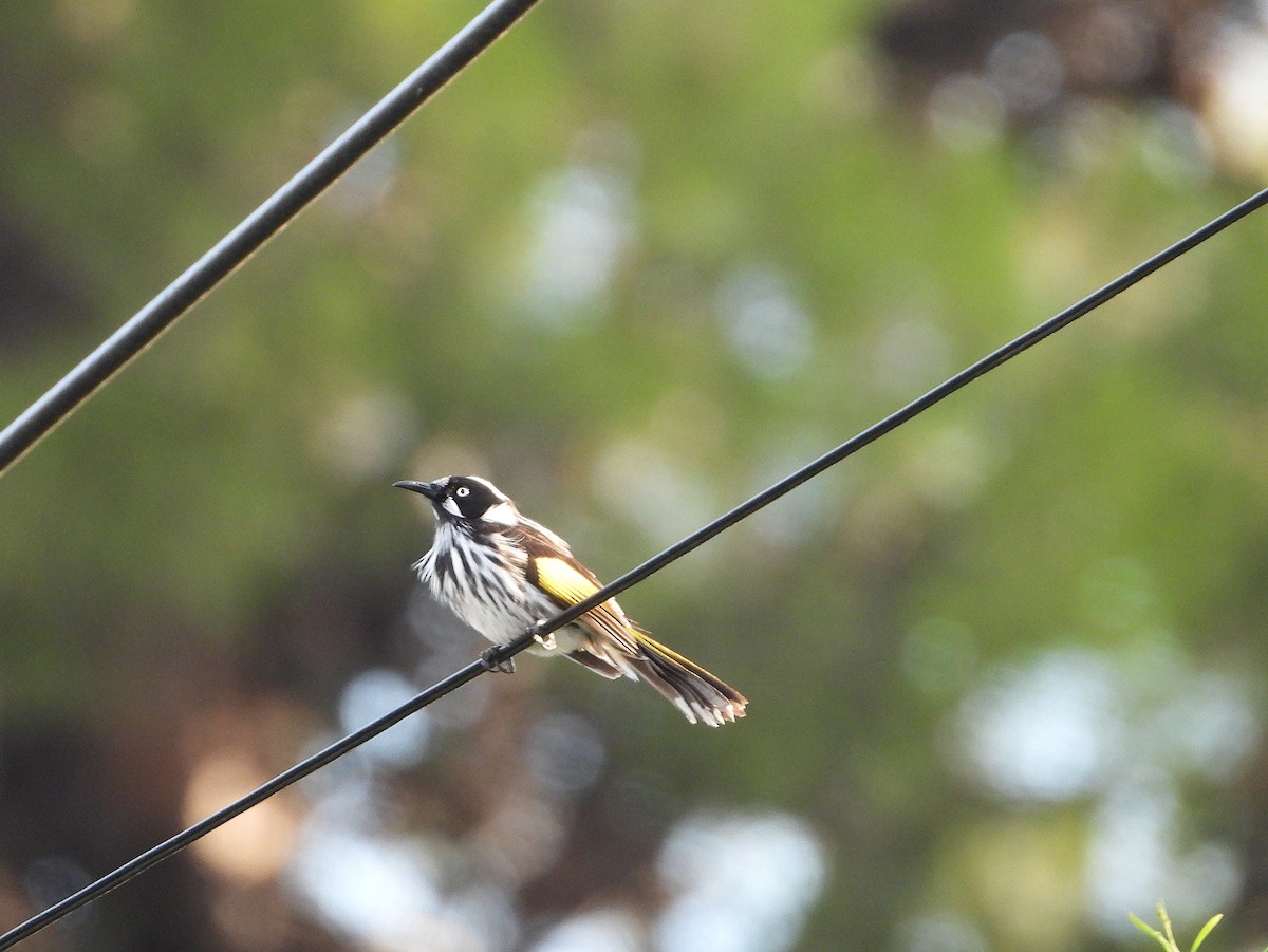 New Holland Honeyeater - ML632864481